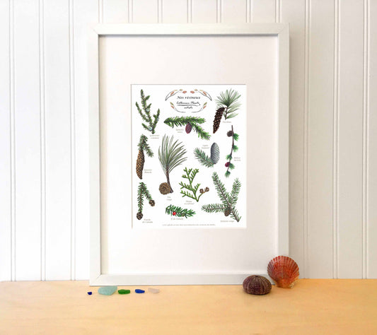 Affiche éducative - Nos résineux