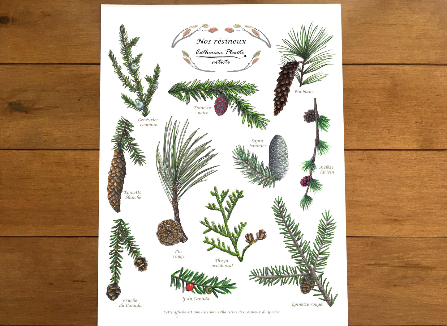 Affiche éducative - Nos résineux