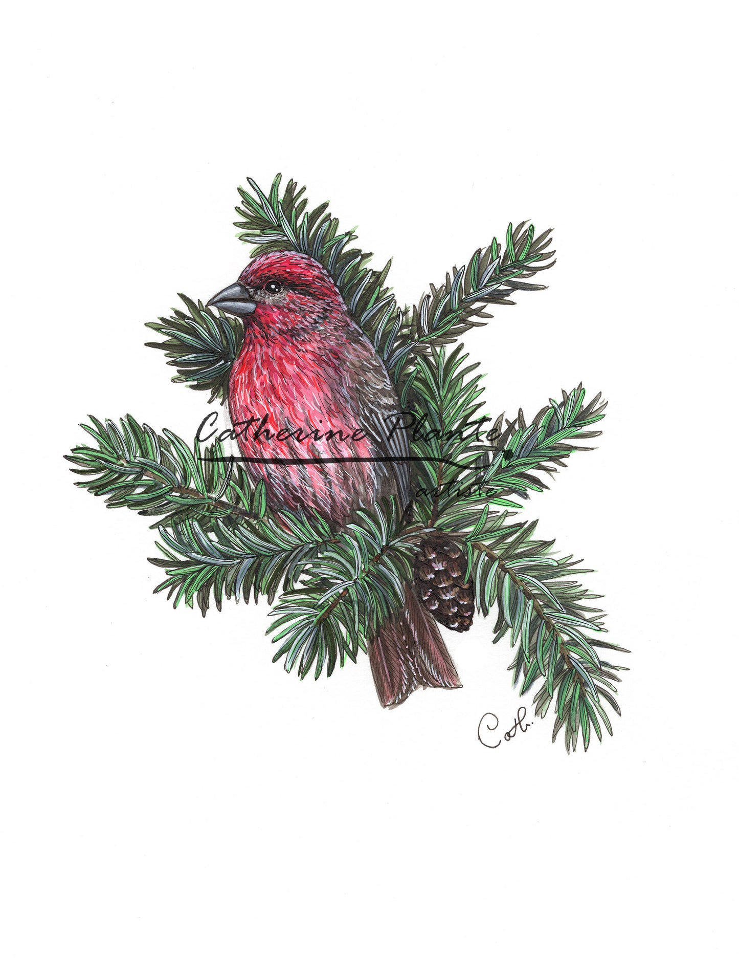 Original illustration - Finch at the fir tree