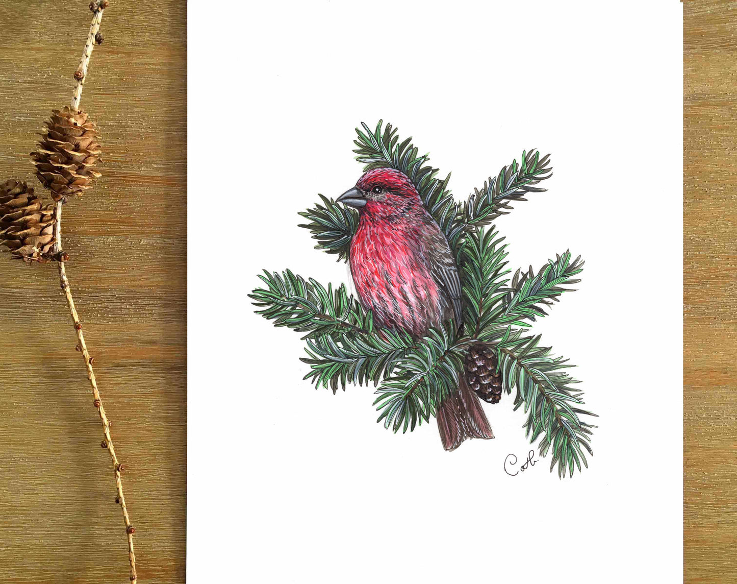 Original illustration - Finch at the fir tree