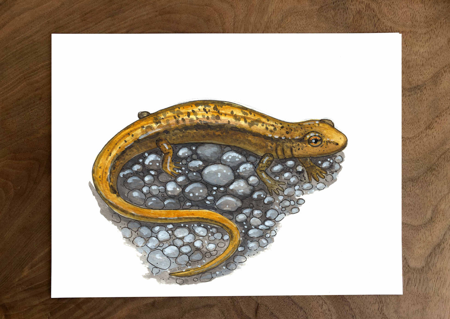 Original illustration - Two-lined salamander