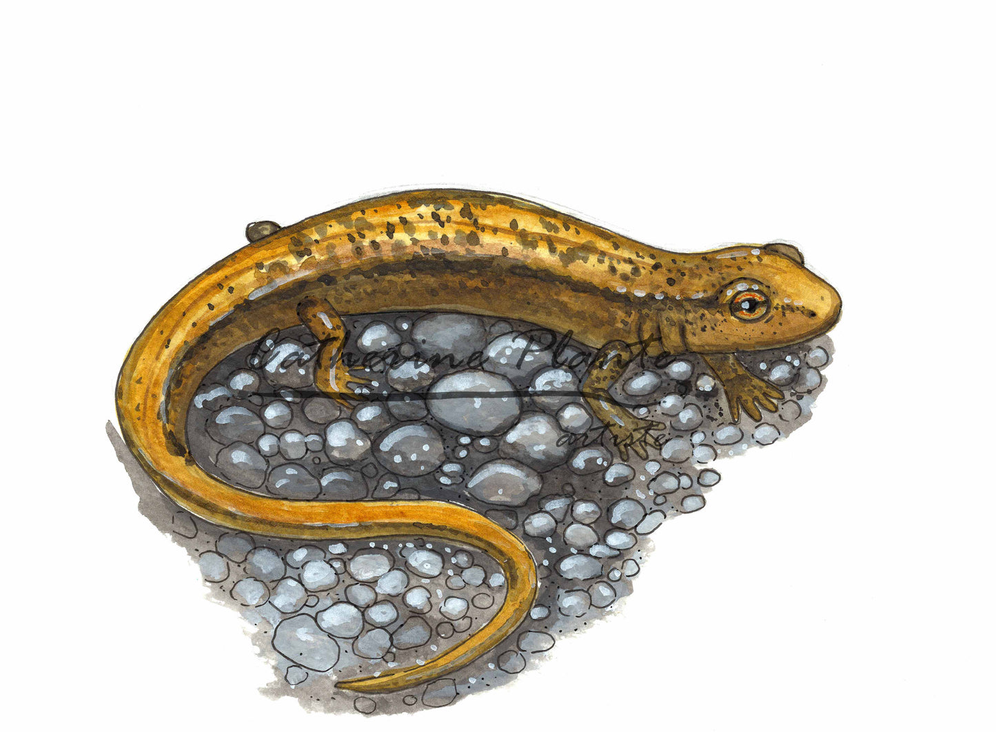 Original illustration - Two-lined salamander