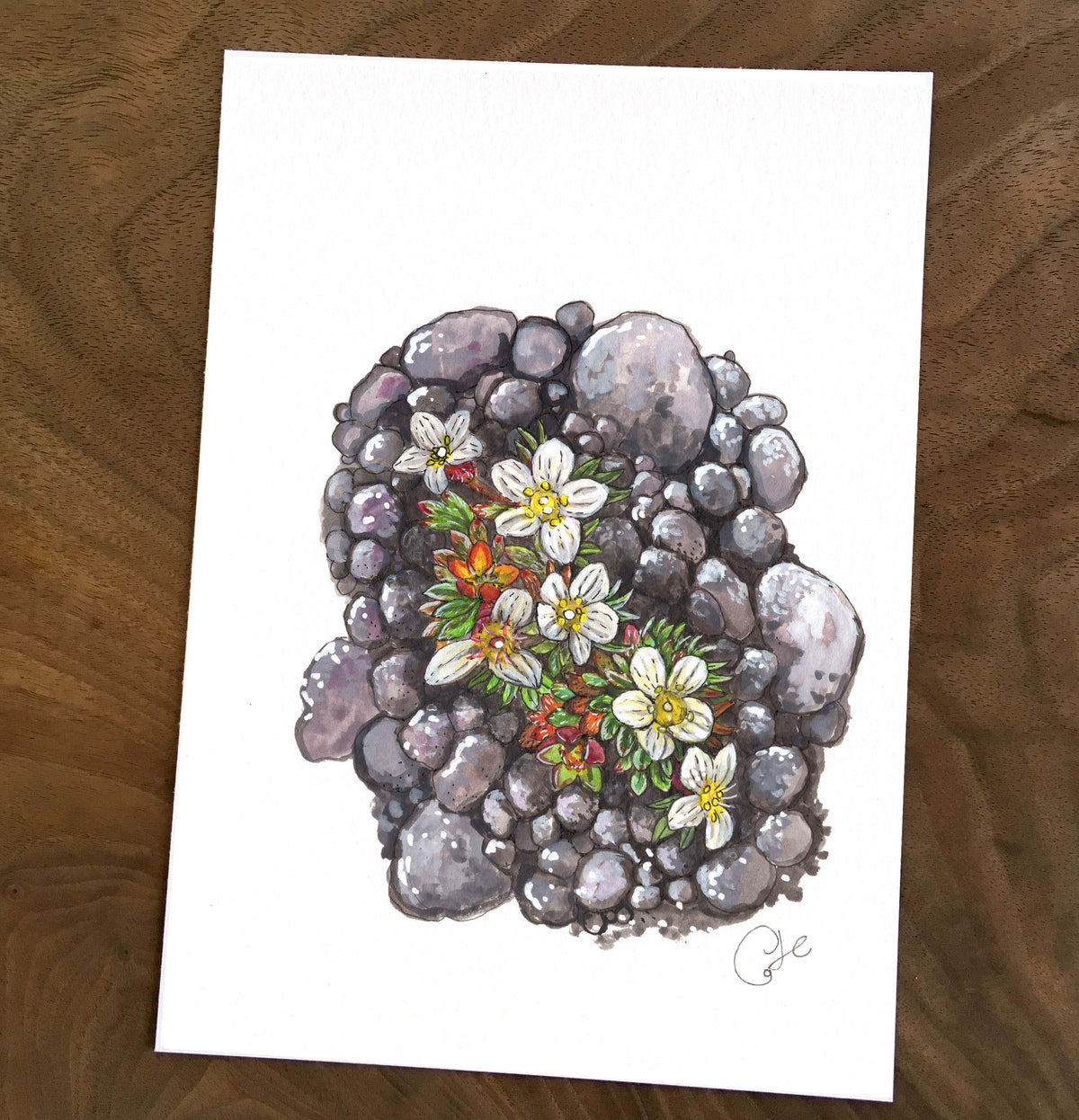 Petites illustrations originales - Choix de sept œuvres botaniques des îles Mingan