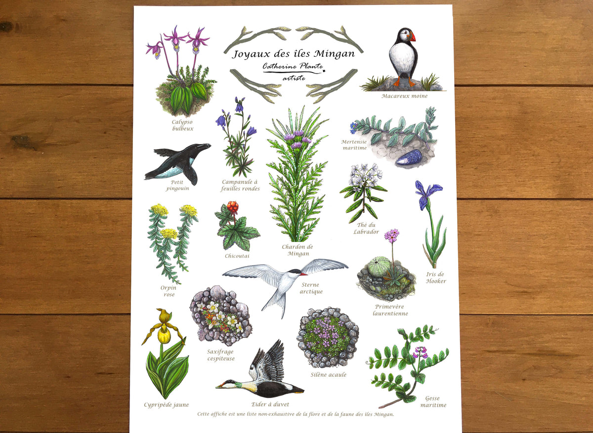Affiche éducative - Joyaux des îles Mingan