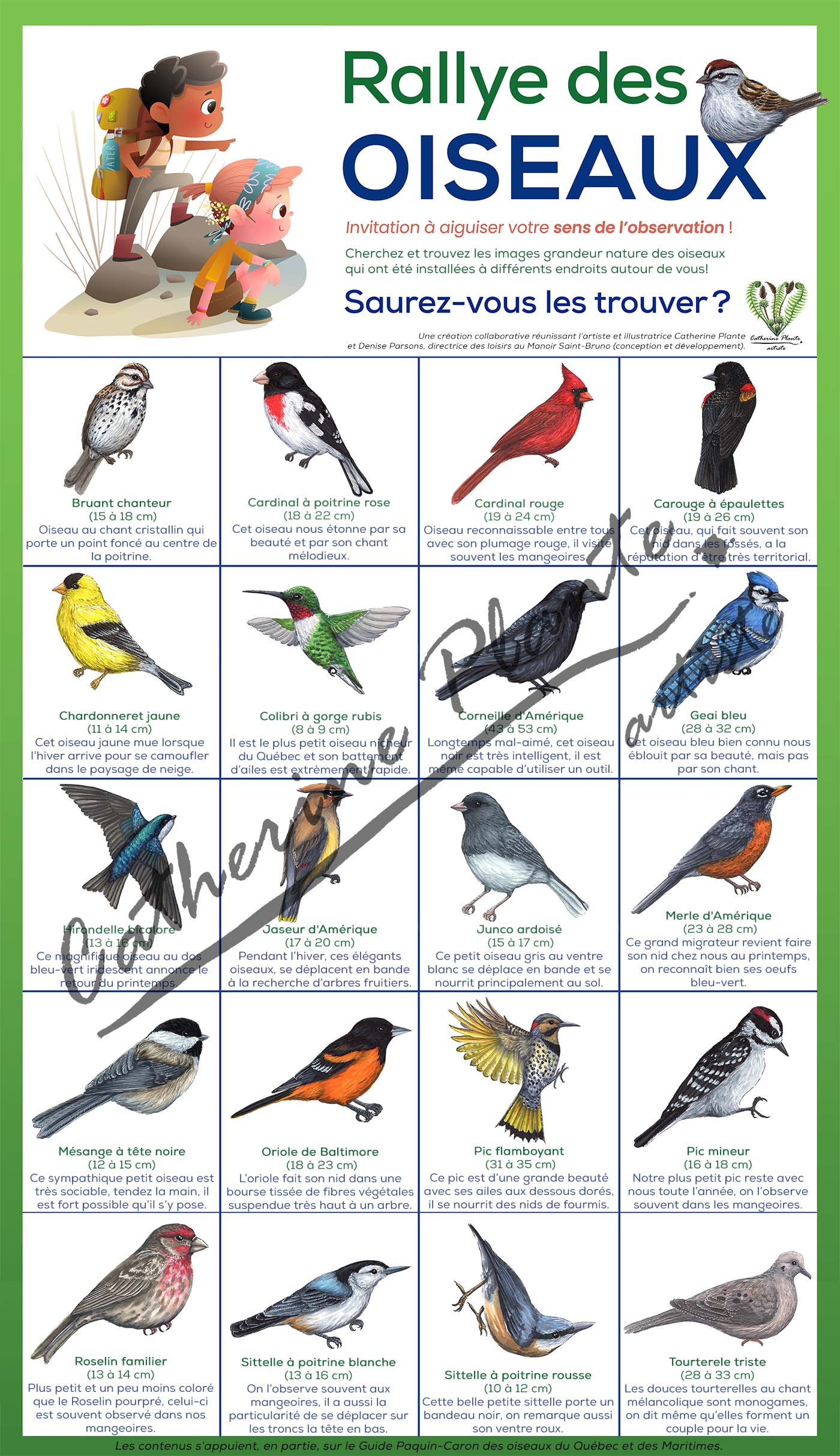 Rallye d'oiseaux - Modèle de base: Ornithologue amateur