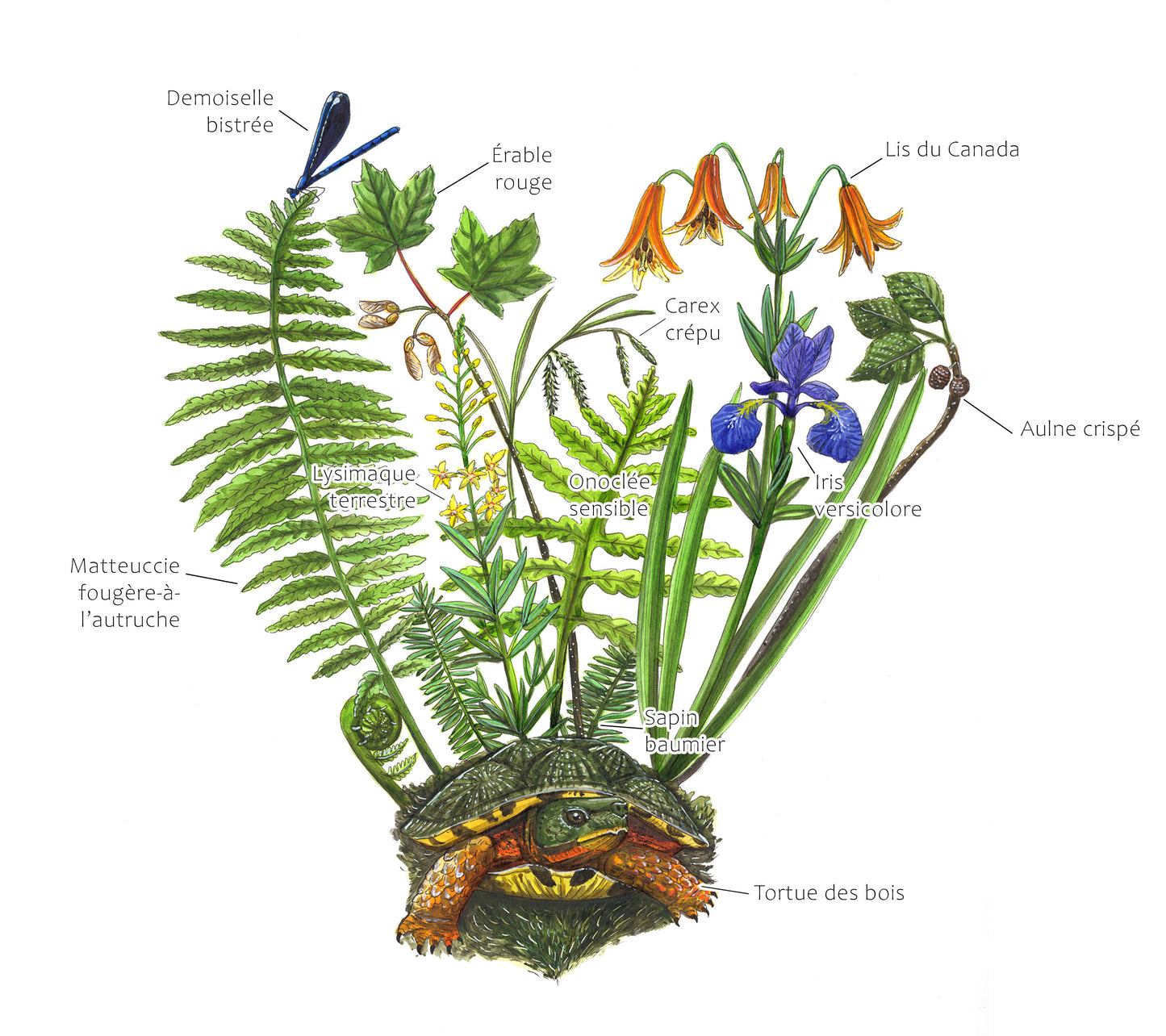 Cardinals and the Ginkgo