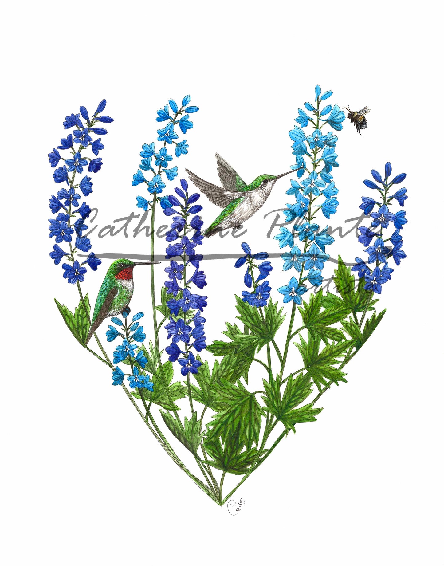 Colibris et delphiniums