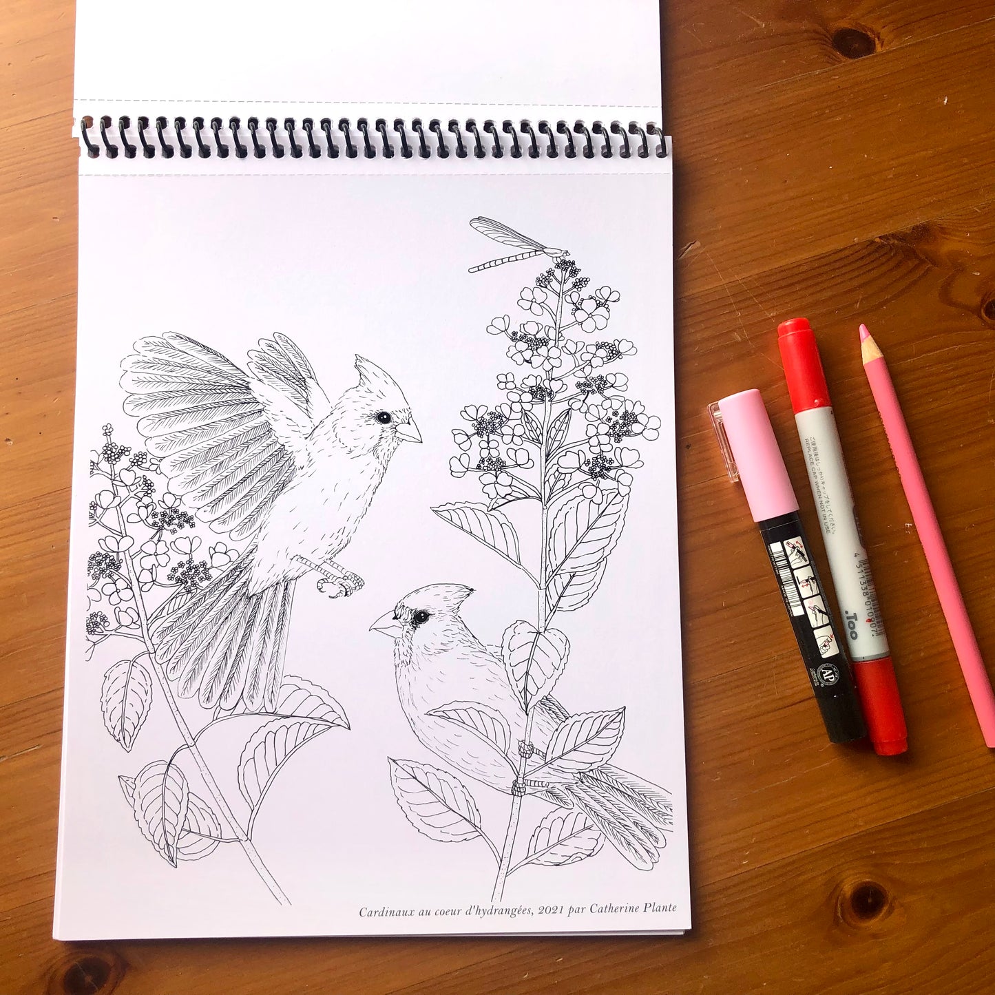 Cahier à colorier - Les oiseaux de nos jardins