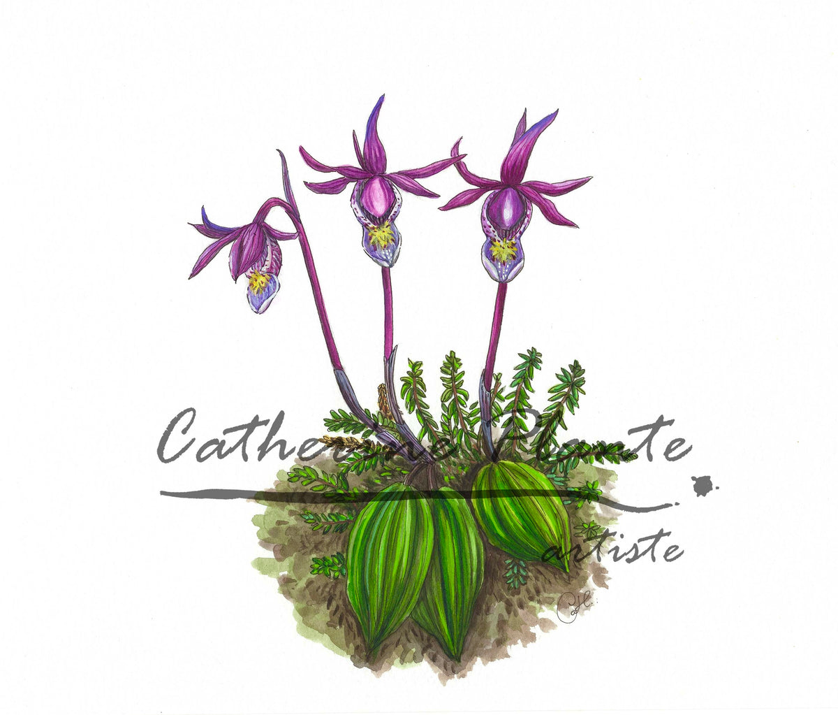Original illustration - Calypso bulbosa