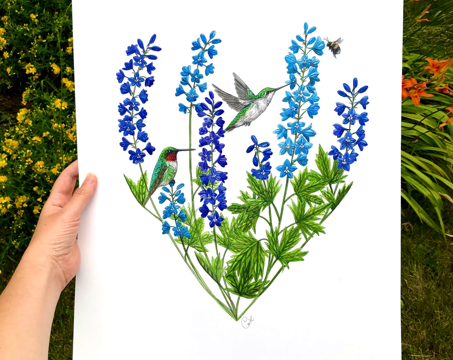 Colibris et delphiniums