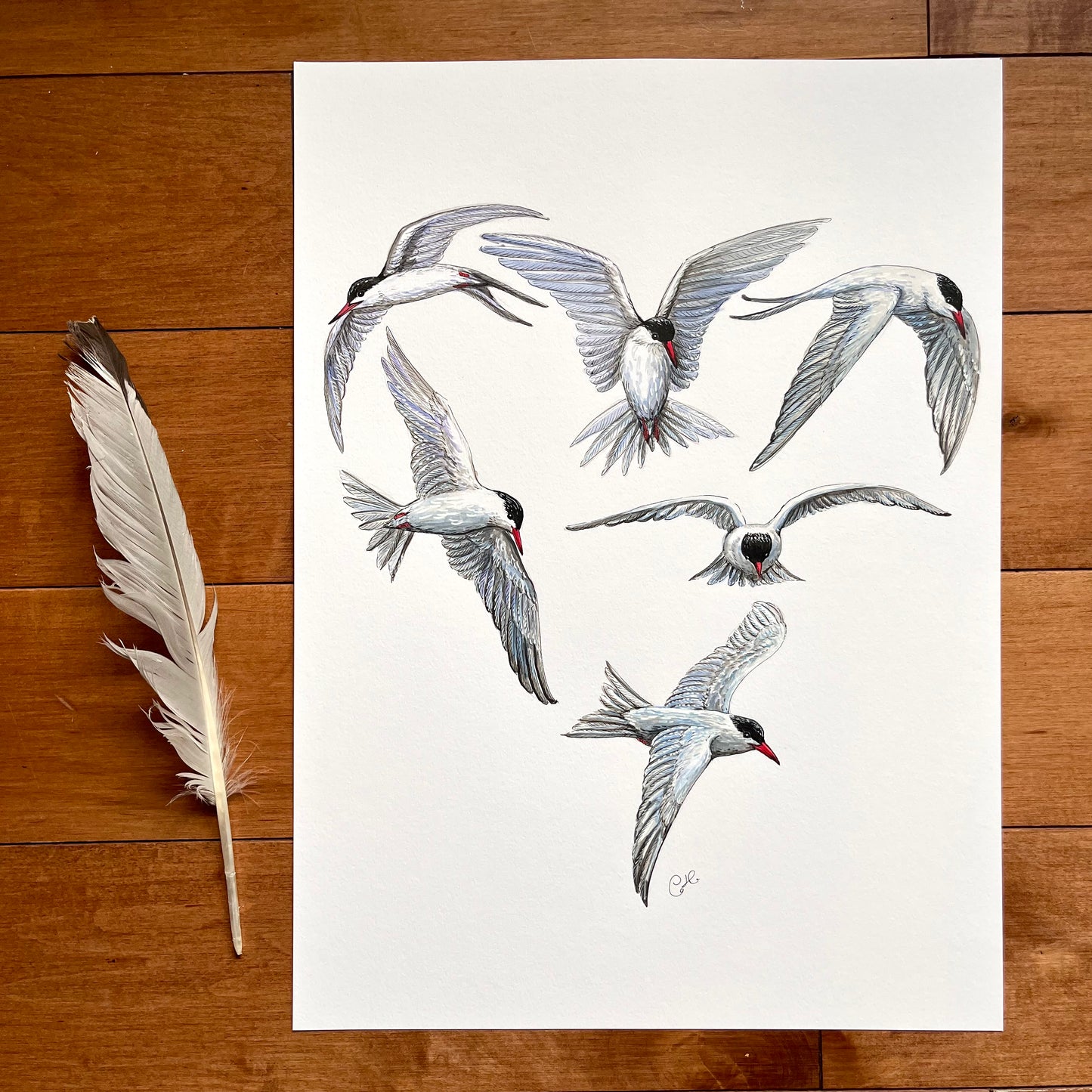 Grande illustration originale - Coeur de sternes