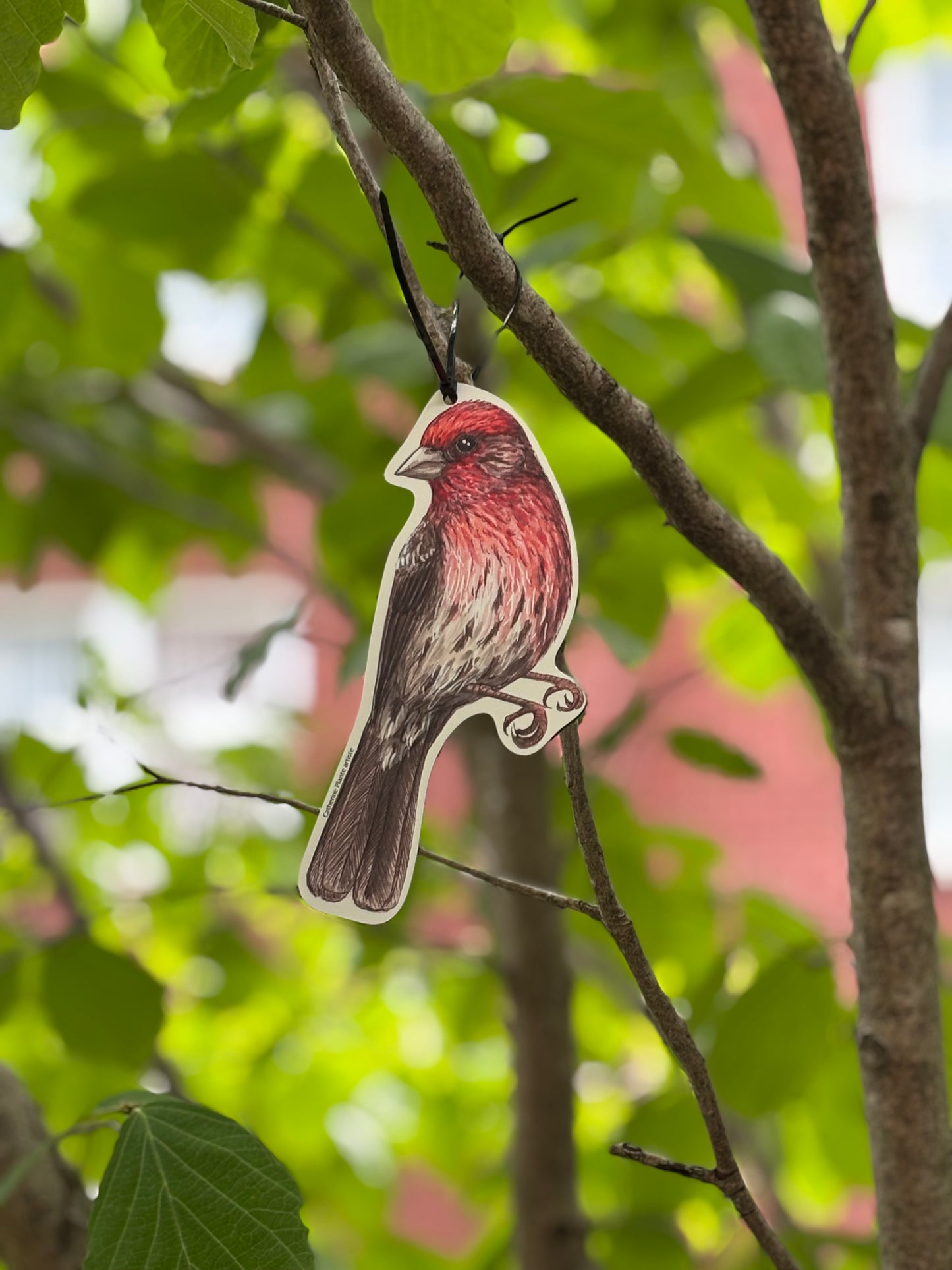 Rallye d'oiseaux - Modèle Deluxe: Ornithologue passionné