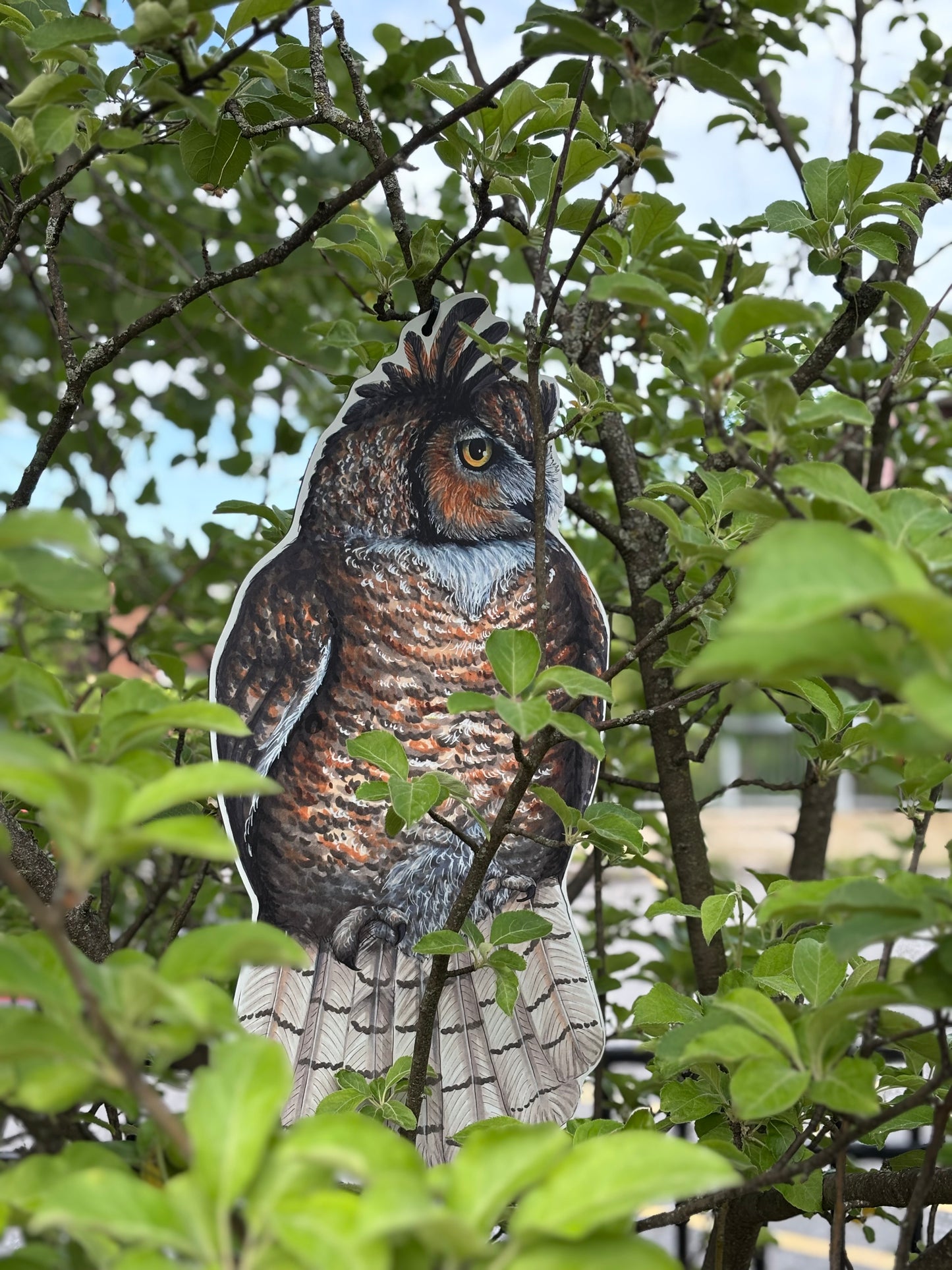 Rallye d'oiseaux - Modèle Deluxe: Ornithologue passionné