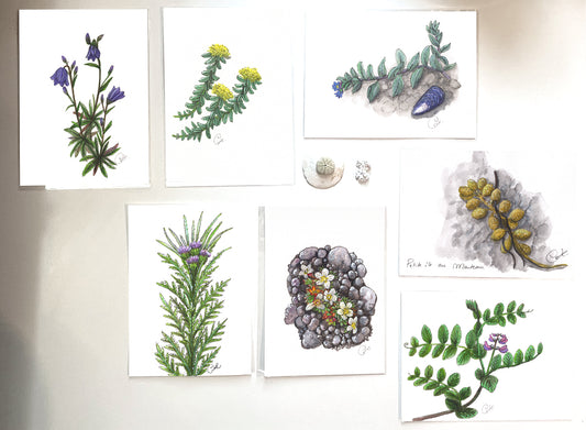 Petites illustrations originales - Choix de sept œuvres botaniques des îles Mingan