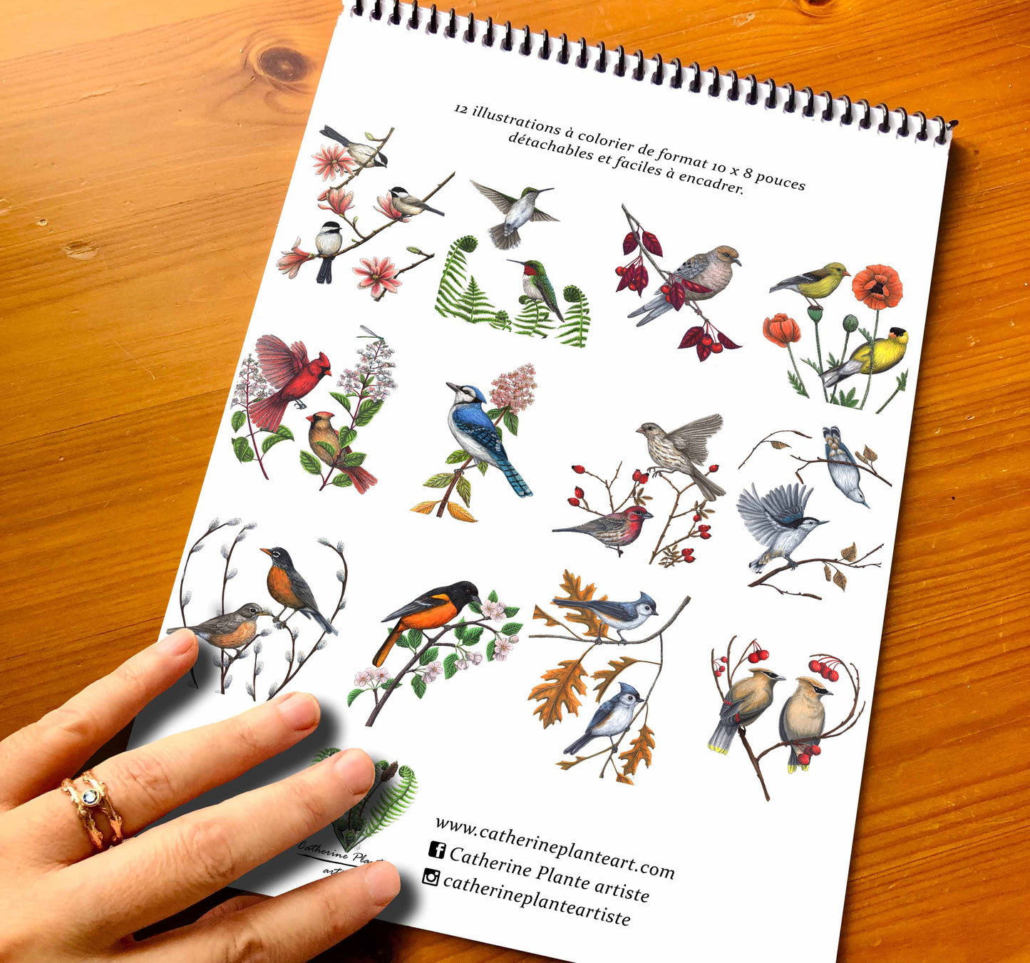 Coloring Book - Birds in Our Gardens
