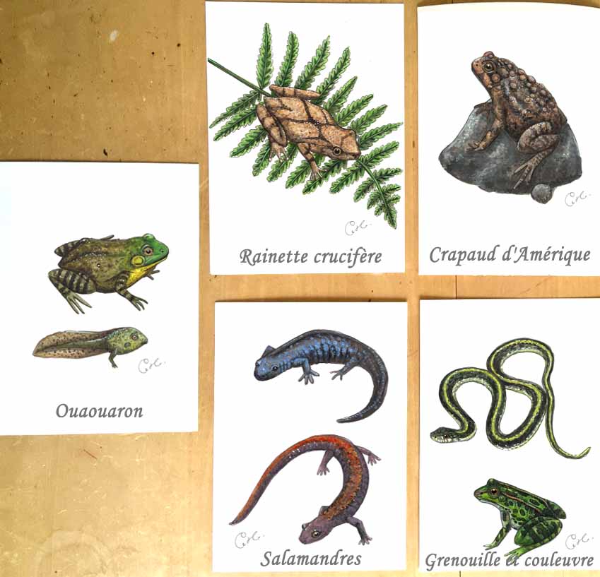 Petites illustrations originales - Choix de cinq oeuvres d'amphibiens et reptiles