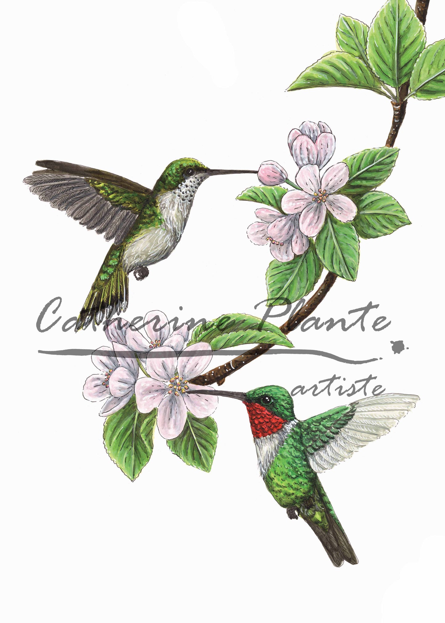 Carte - Les colibris et le pommier