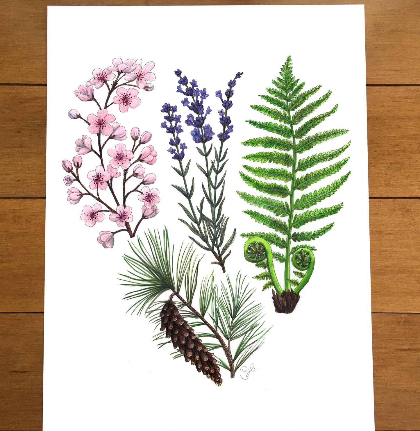 Illustration botanique ou animalière sur papier