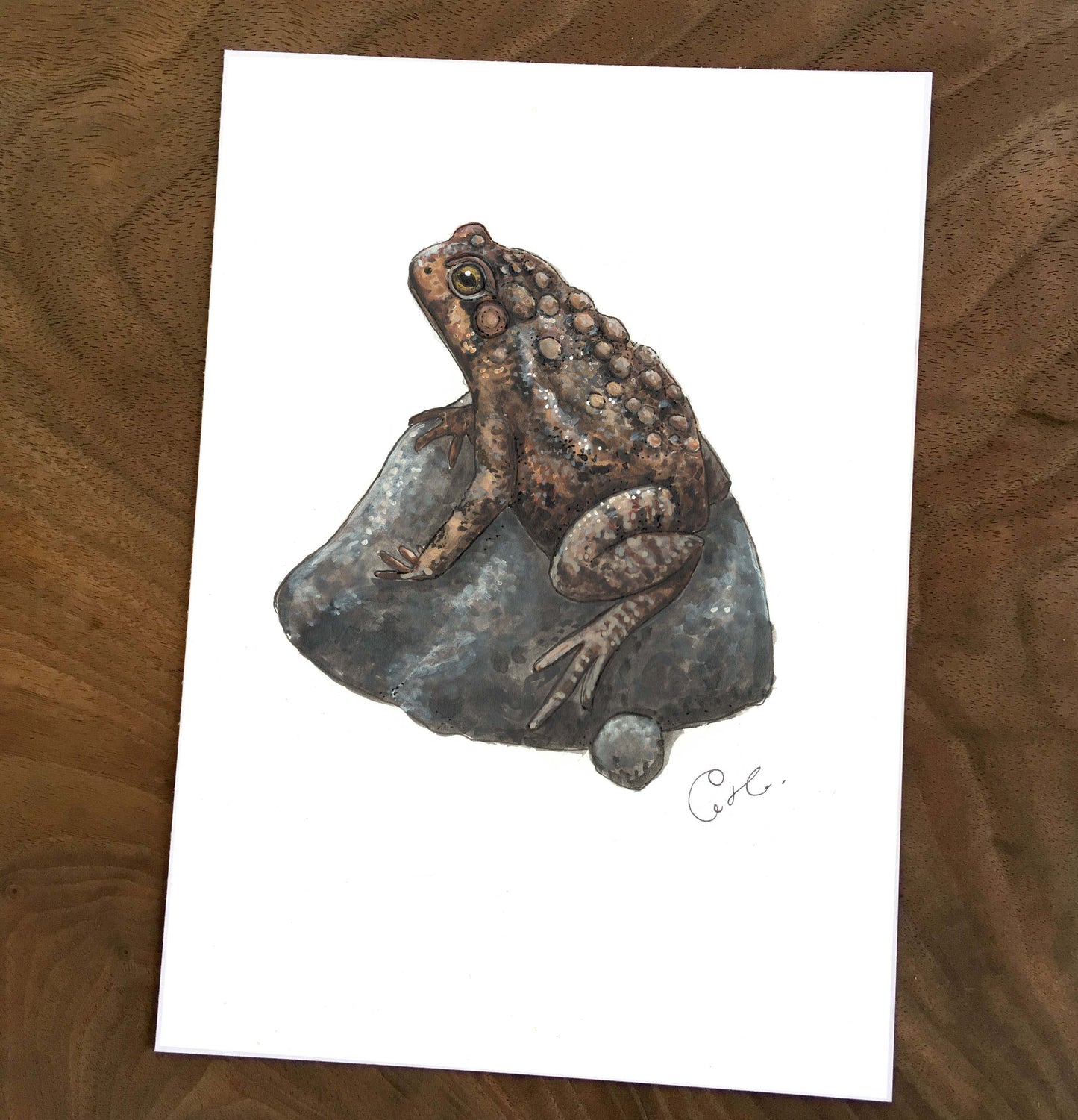 Petites illustrations originales - Choix de cinq oeuvres d'amphibiens et reptiles