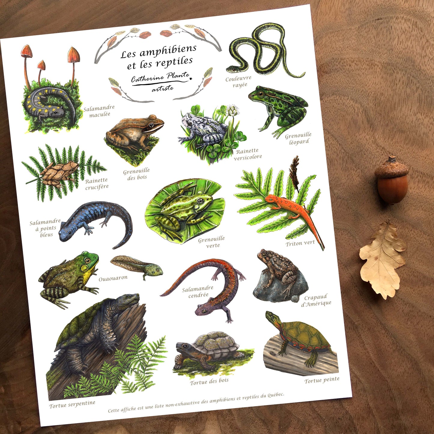 Affiche éducative - Les amphibiens et les reptiles