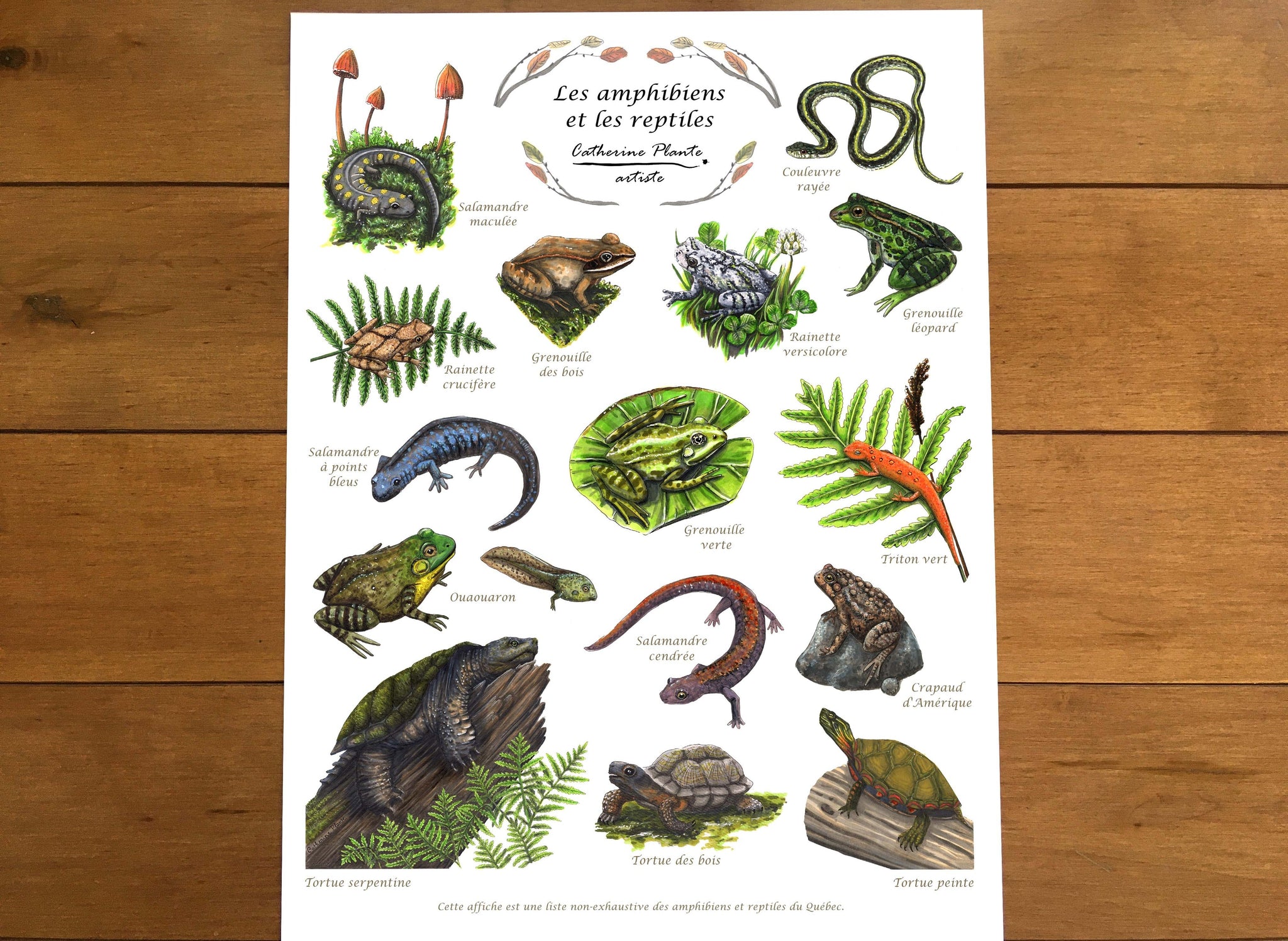 Affiche éducative - Les amphibiens et les reptiles – Catherine Plante art
