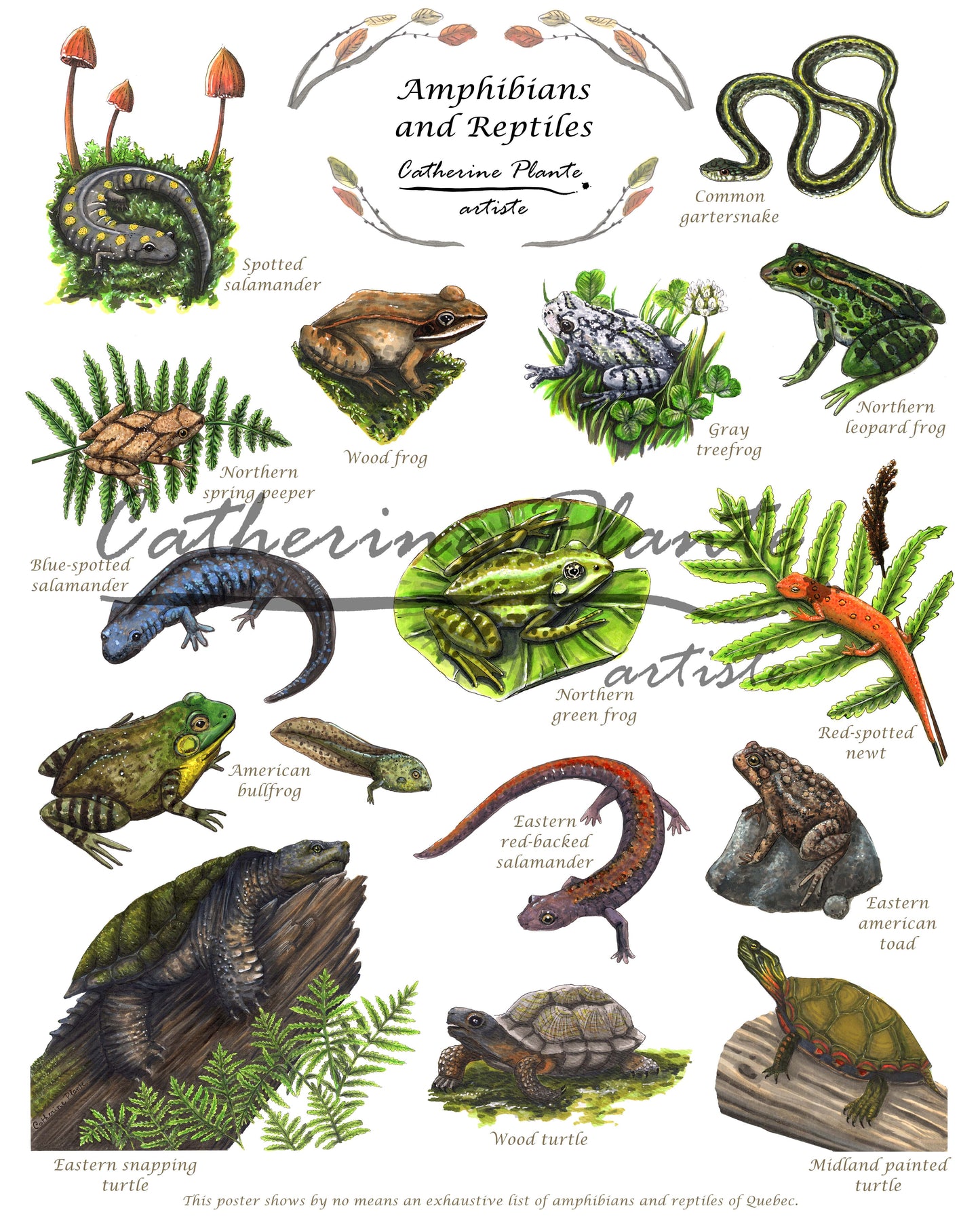 Affiche éducative - Les amphibiens et les reptiles