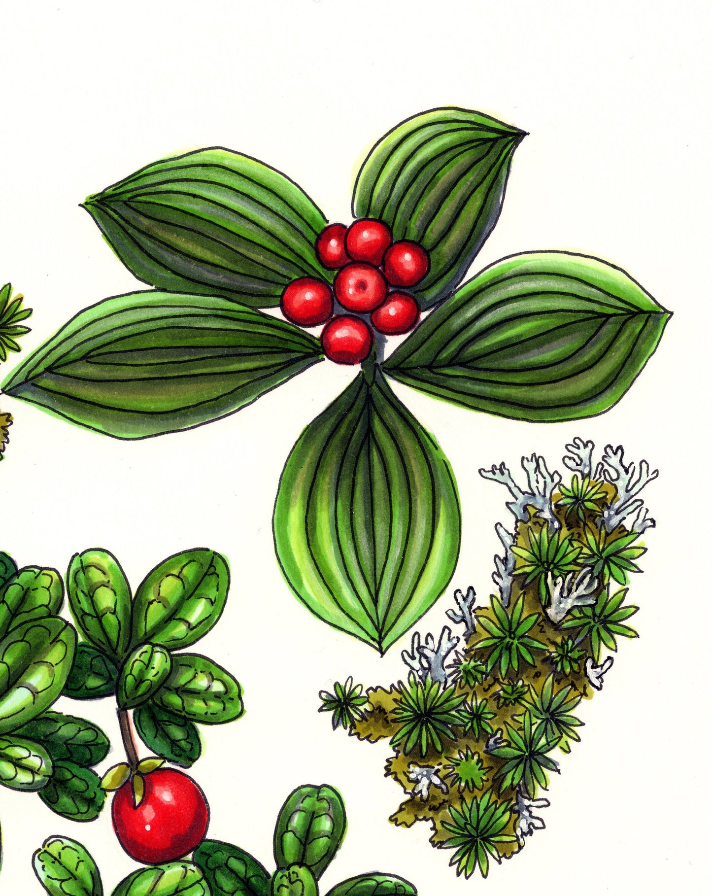 Illustration originale - Coeur de fruits sauvages