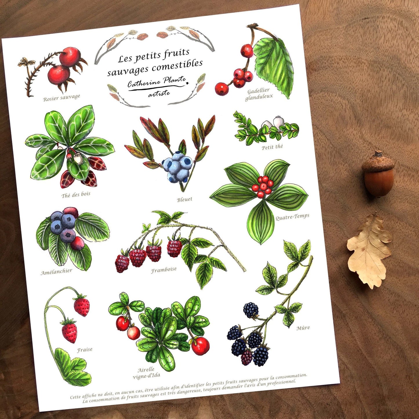 Affiche éducative - Les petits fruits sauvages comestibles