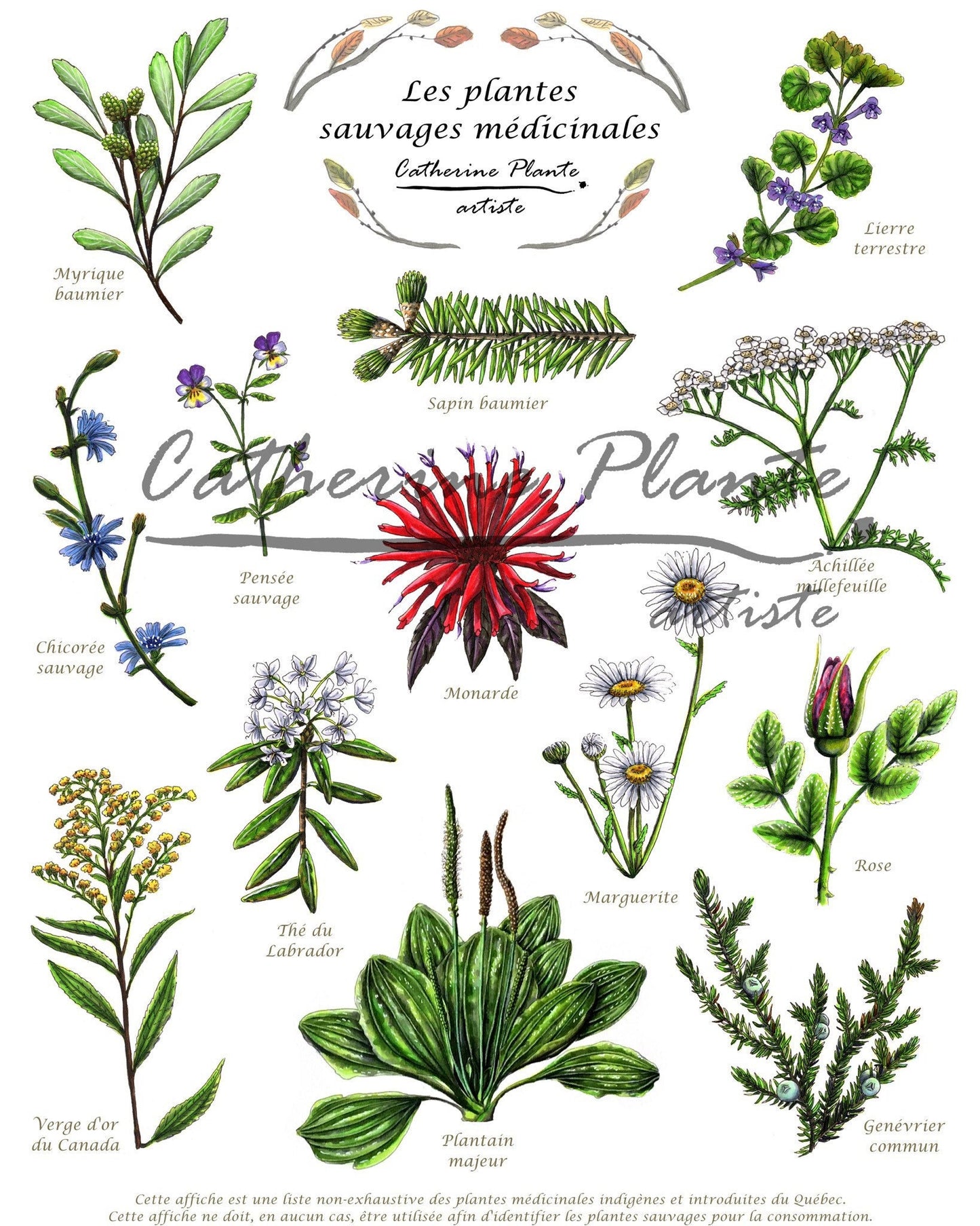 Affiche éducative - Les plantes sauvages médicinales