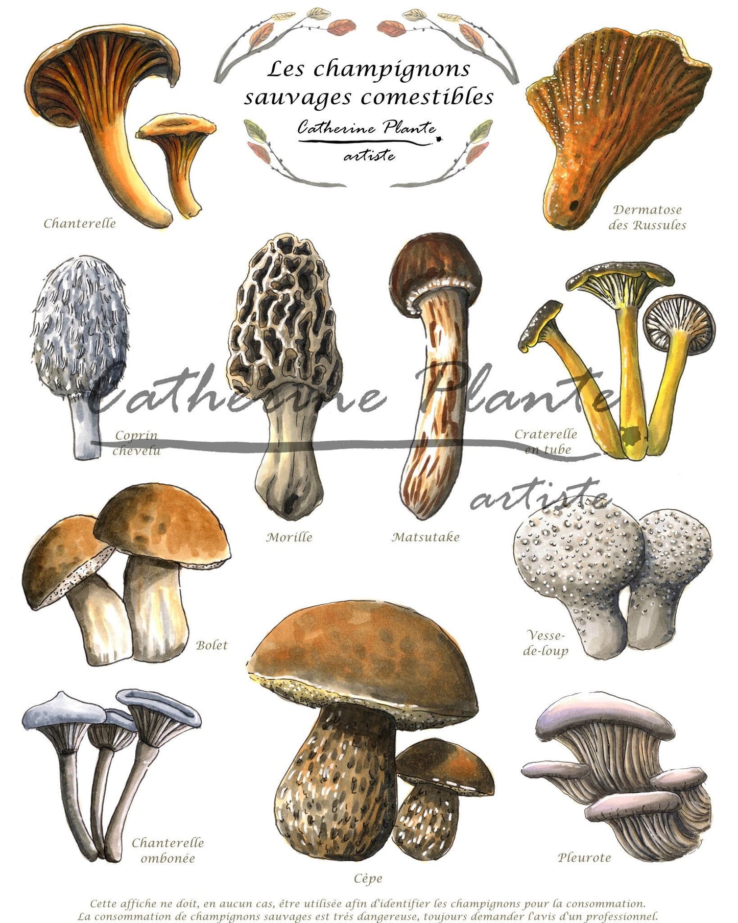 Affiche éducative - Les champignons sauvages comestibles
