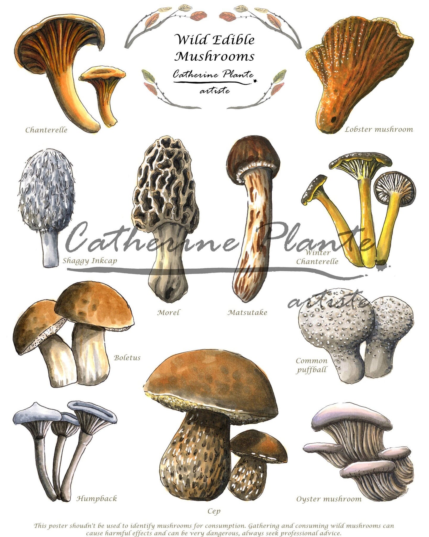 Affiche éducative - Les champignons sauvages comestibles