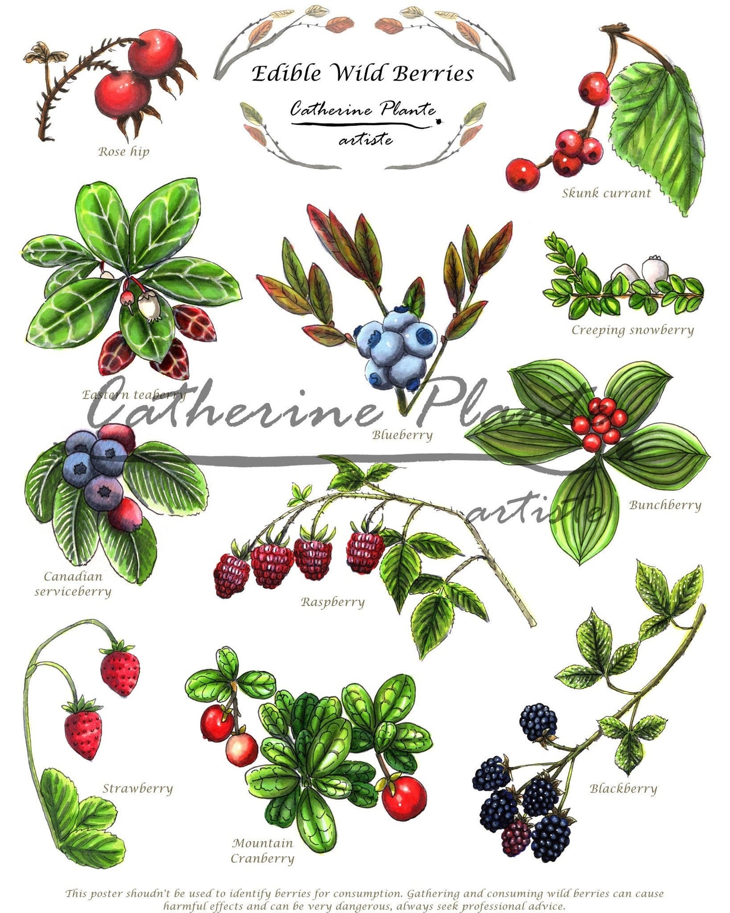 Affiche éducative - Les petits fruits sauvages comestibles