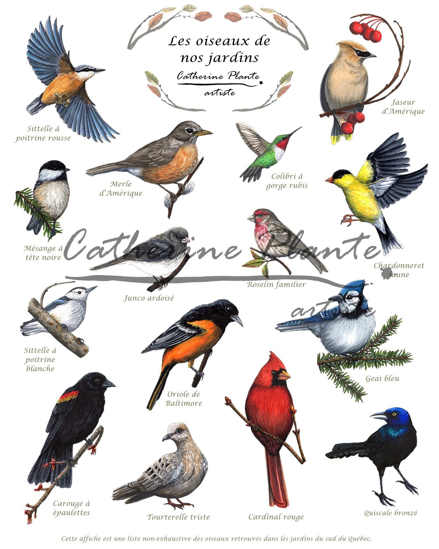 Affiche éducative - Les oiseaux de nos jardins