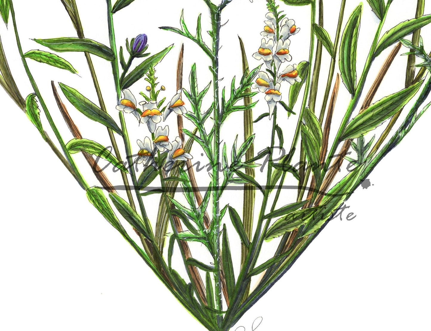 Grande illustration originale - Pluvier kildir et fleurs de pâturage