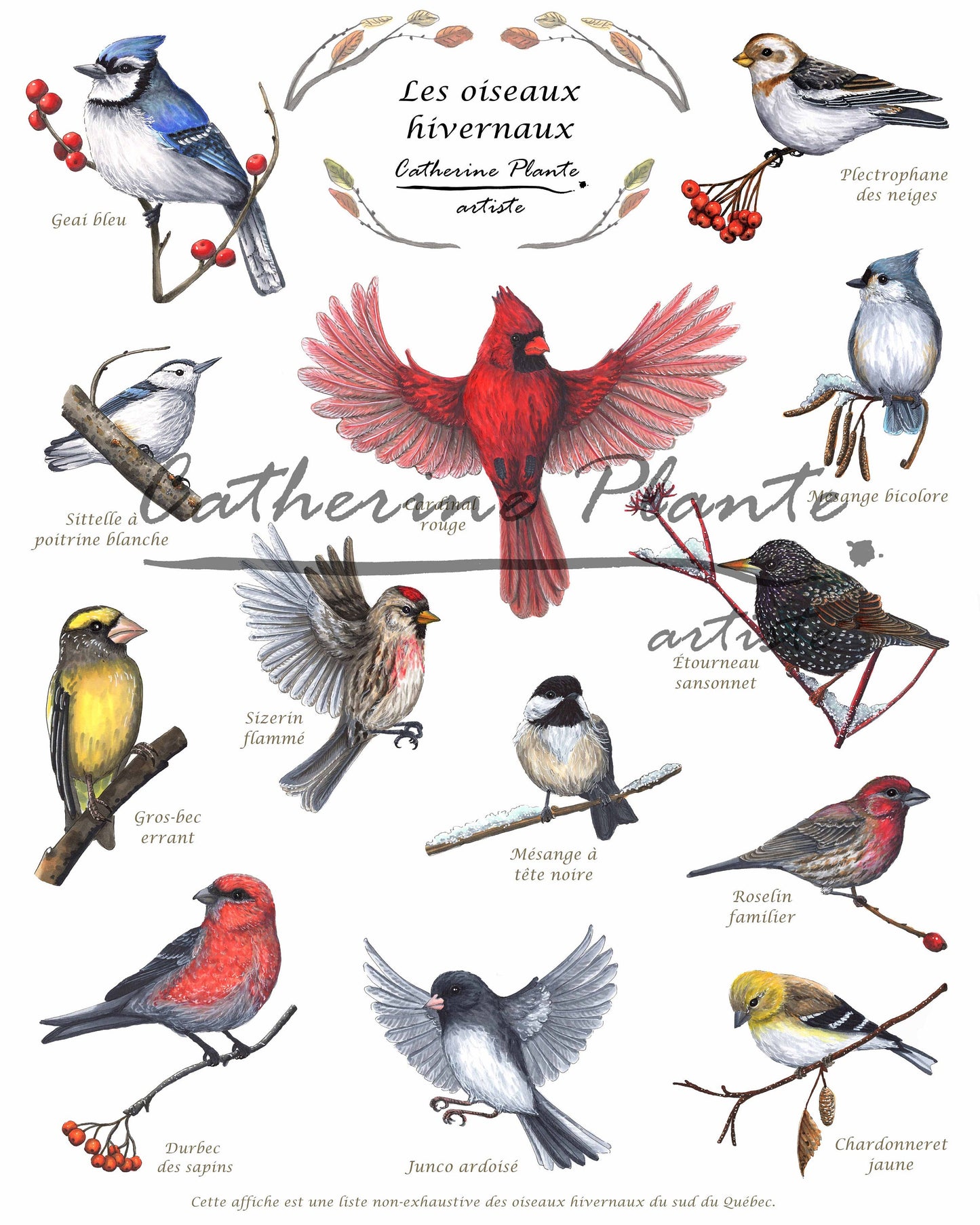 Affiche éducative - Les oiseaux hivernaux