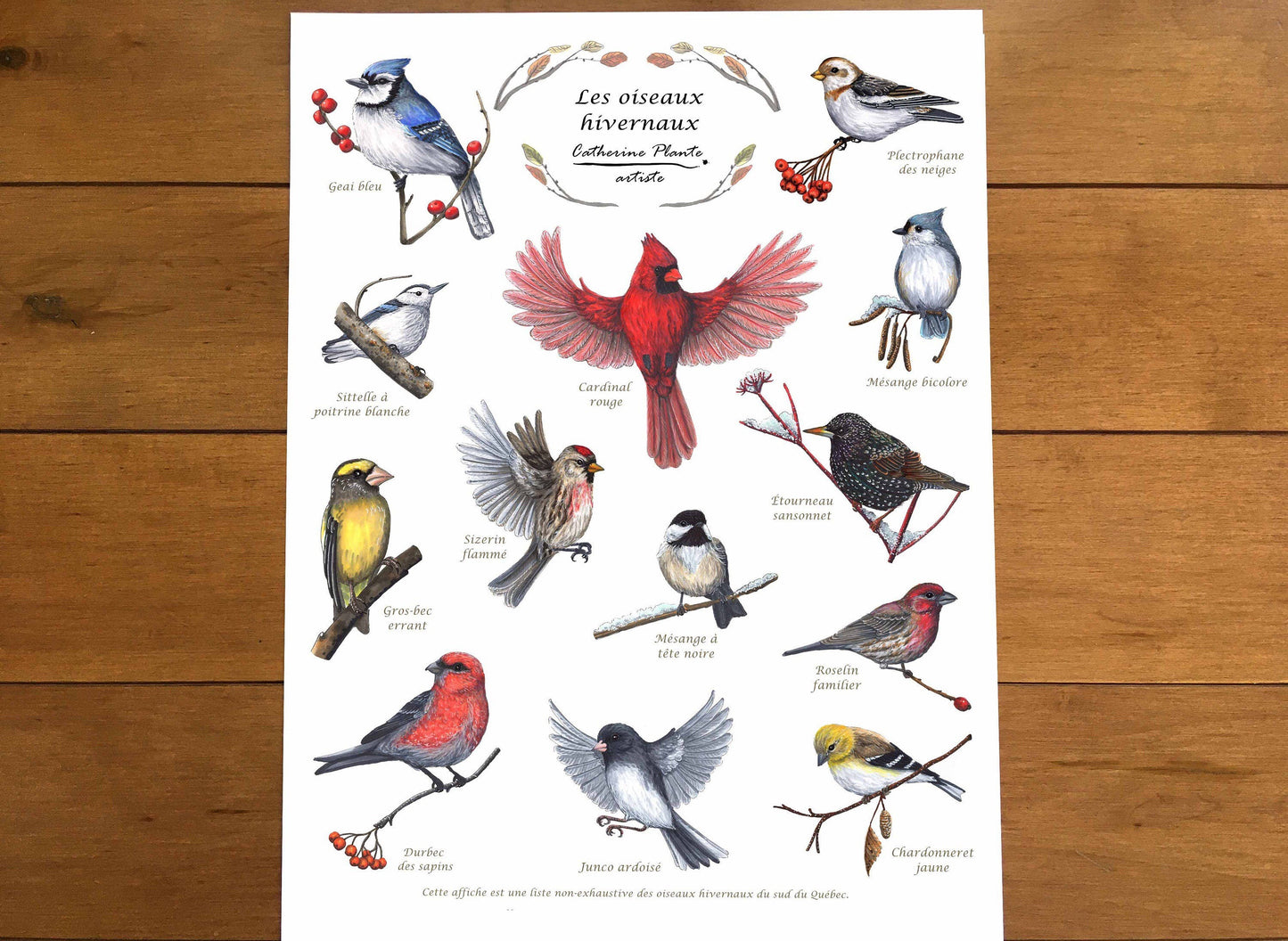 Affiche éducative - Les oiseaux hivernaux