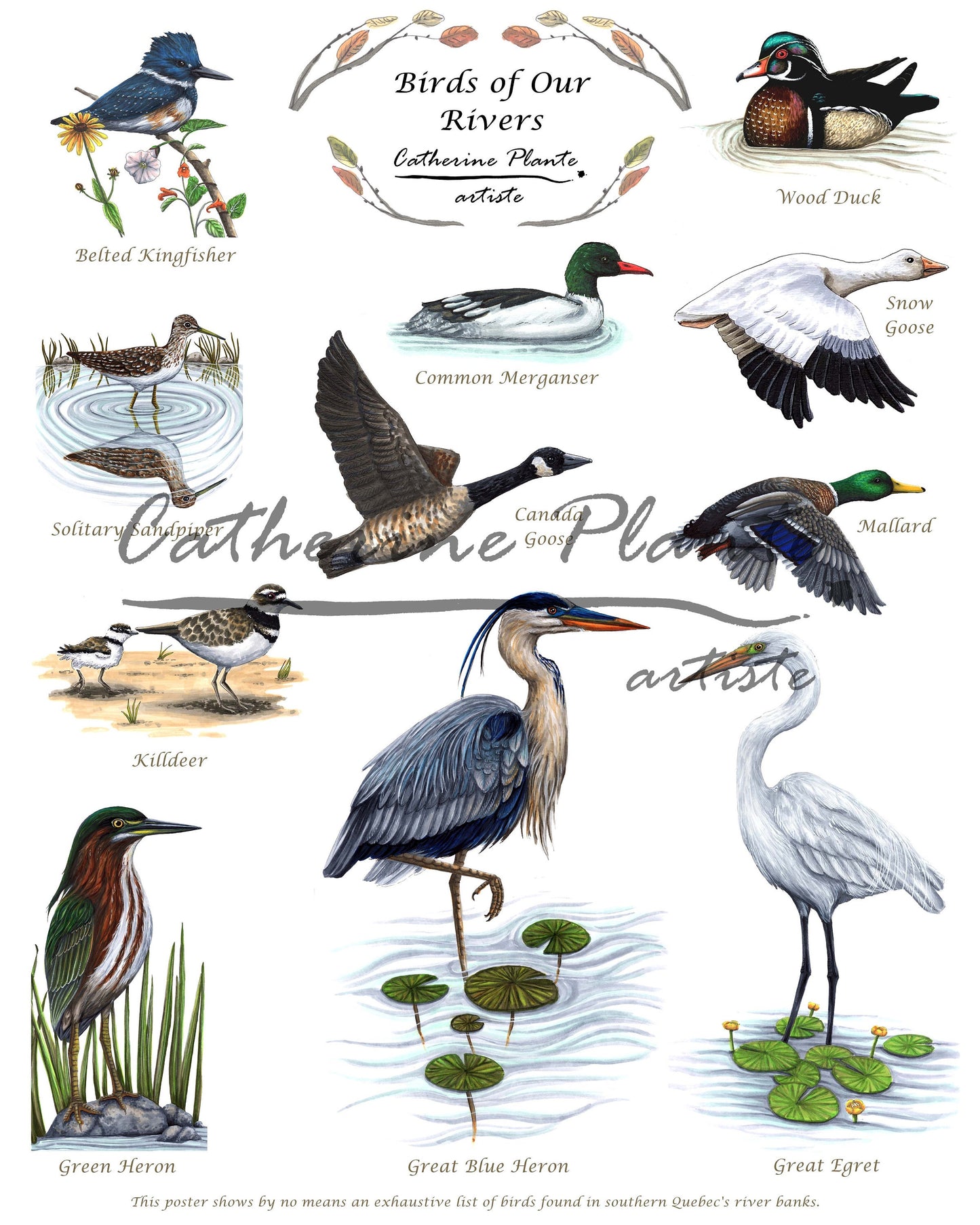 Affiche éducative - Les oiseaux de nos rivières