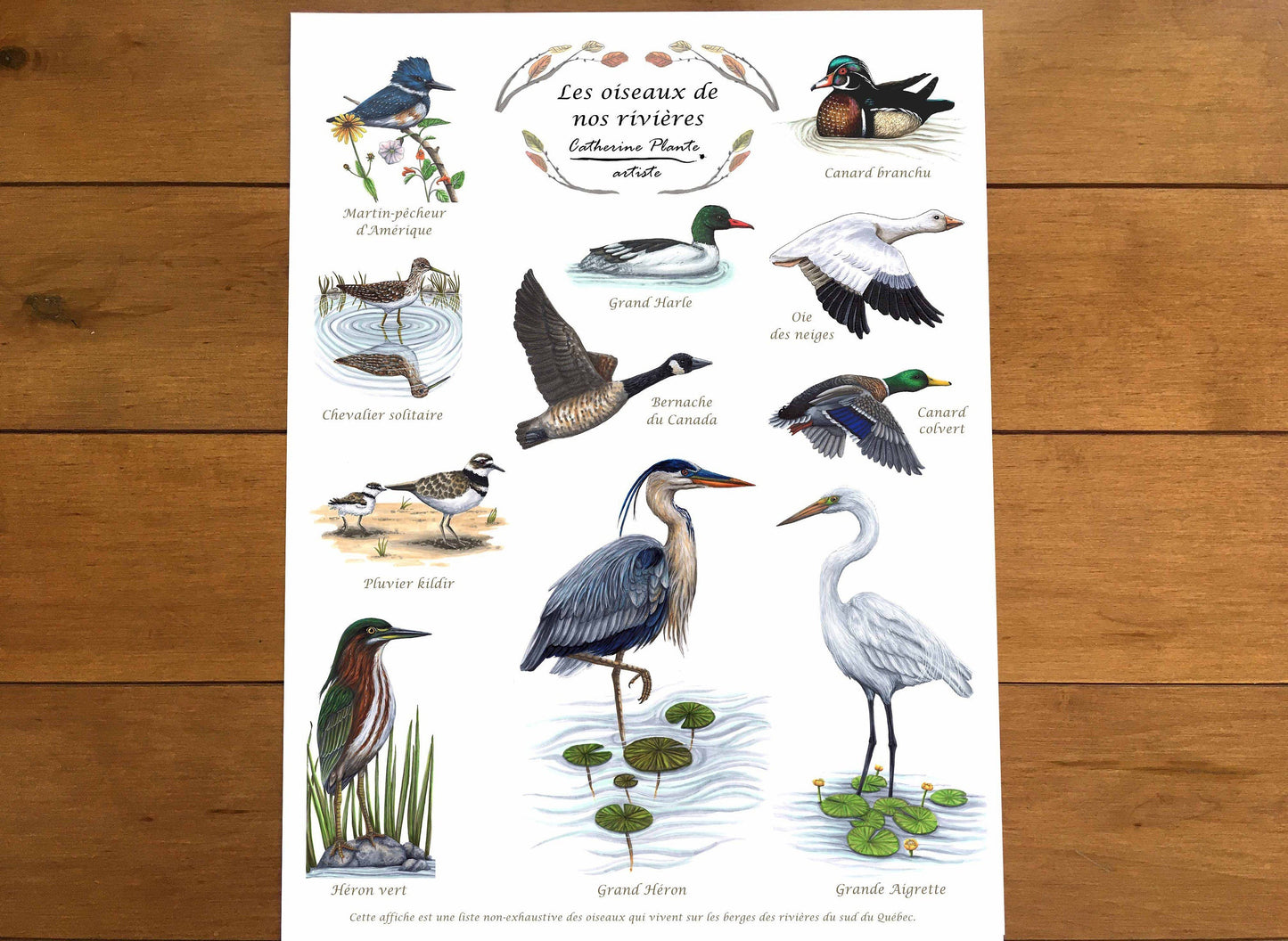 Affiche éducative - Les oiseaux de nos rivières